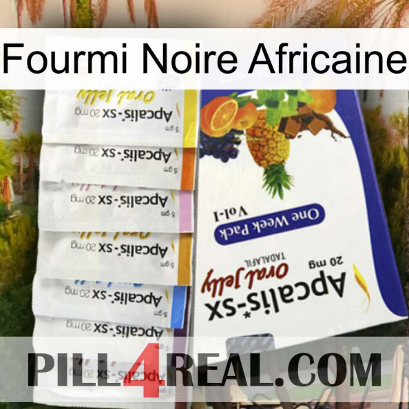 African Black Ant 11